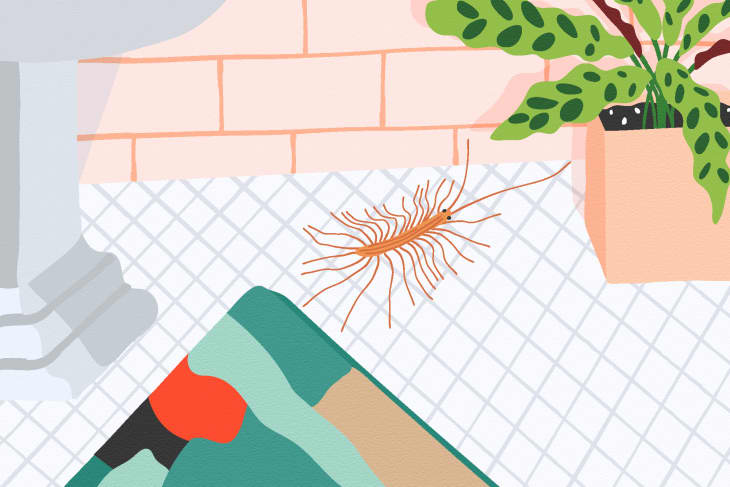 How To Get Rid of House Centipedes (and Stop Them Coming Back ...