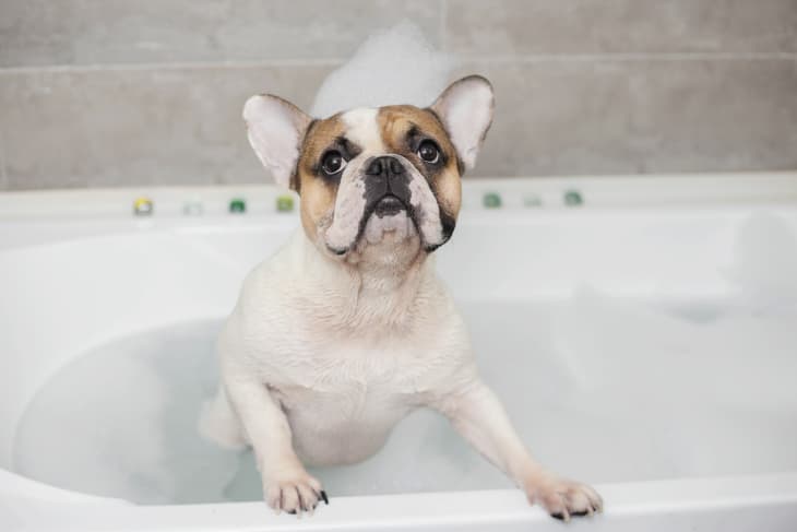Bissell dog wash vacuum top