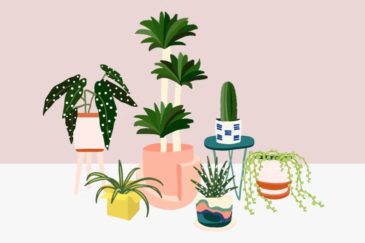 Buying Plants Online Best Stores House Plants Tips Apartment