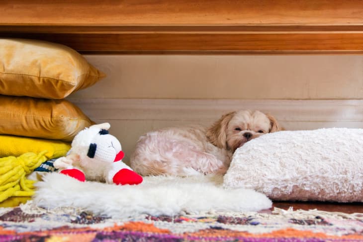Best Gift Boxes for Pets Chewy Goody Box for Cats and Dogs The Kitchn