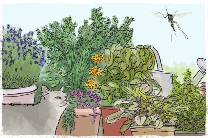 Catnip mosquito repellent store