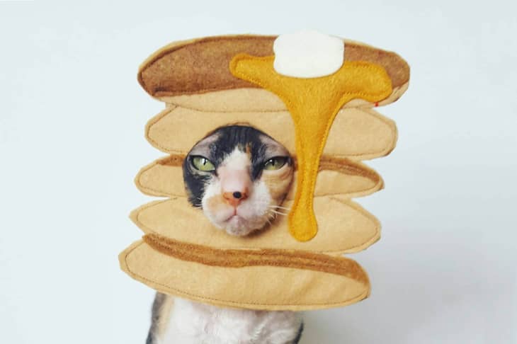 Dog wearing cat costume sale