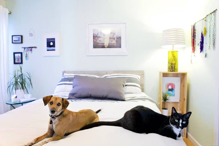 Small bedroom pets new arrivals