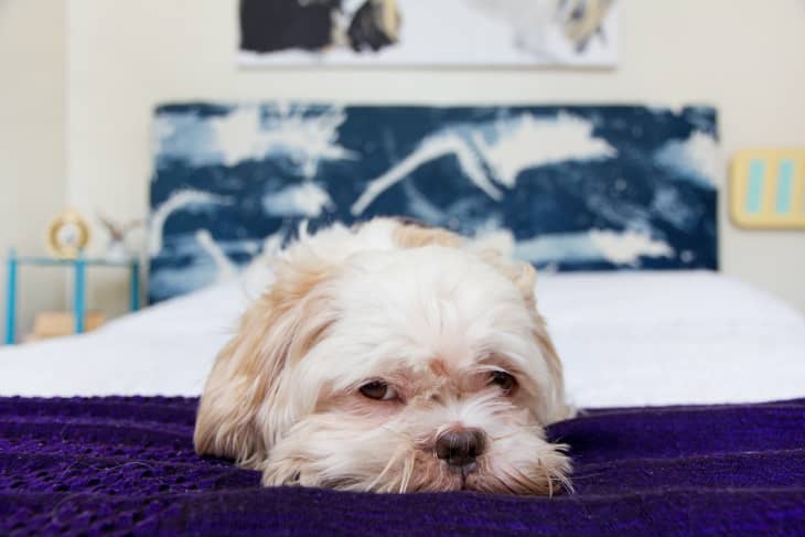 Adopting a dog shop in an apartment
