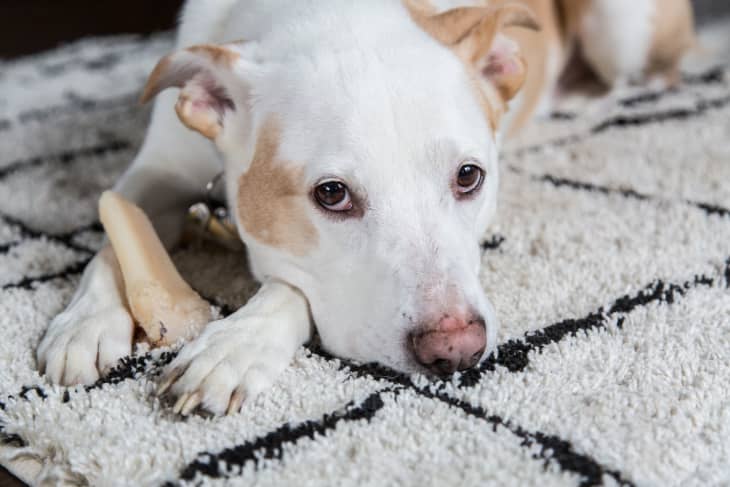 Dog over apartment weight limit deals