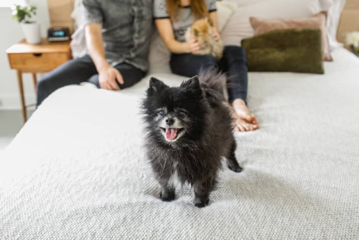 Should Dogs Sleep in Your Bed With You Apartment Therapy