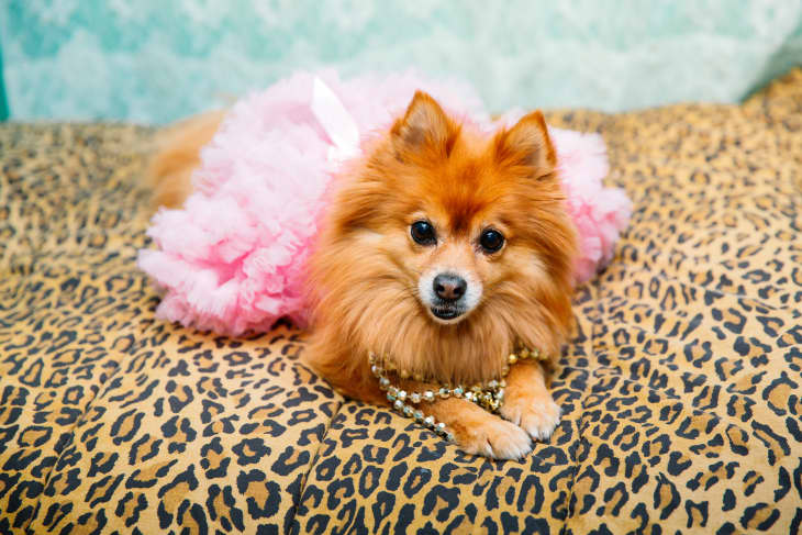 Dog fashion designer sales