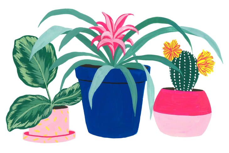 The Complete Guide to Common Houseplants | Apartment Therapy