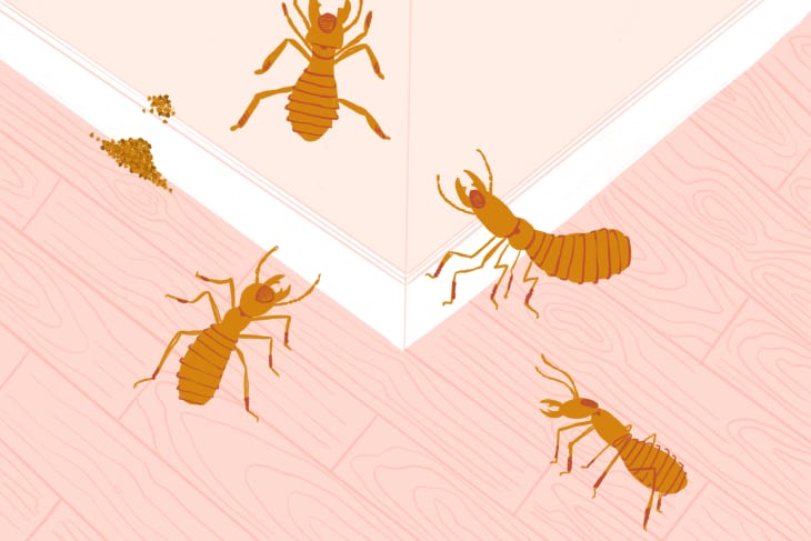 Termites pics outlet