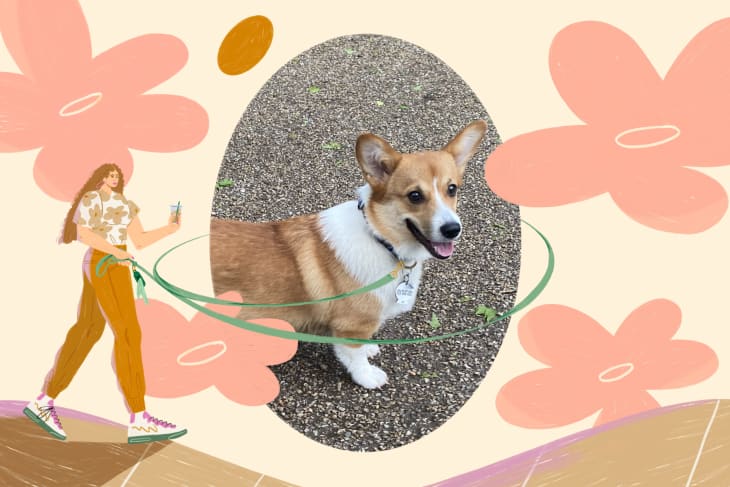 Raising a corgi shop in an apartment