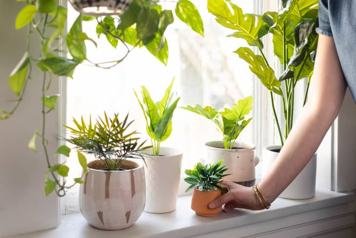 Silk plants on sale