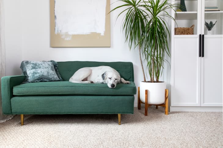 Bed bath beyond dog hot sale