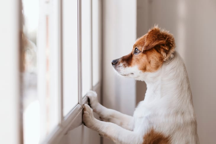 Reactive dog breeds best sale
