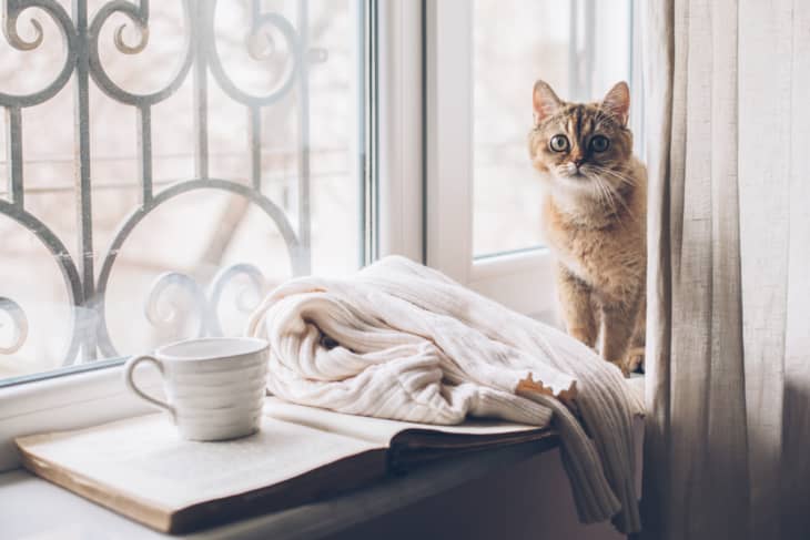 Scandi cat bed sale