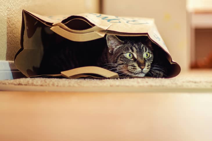 Cozy sales cat cave