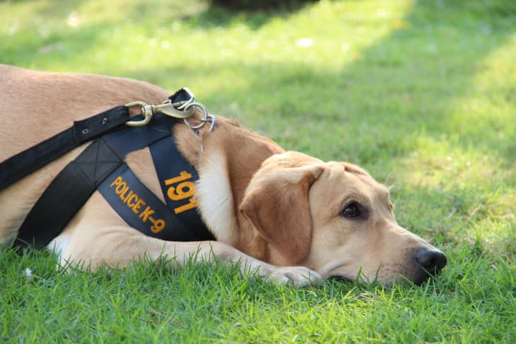 Retired 2025 therapy dogs