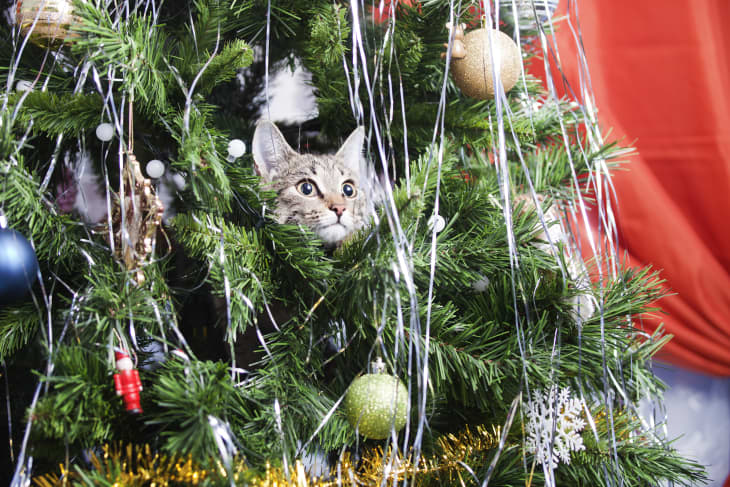 Cats love christmas best sale trees