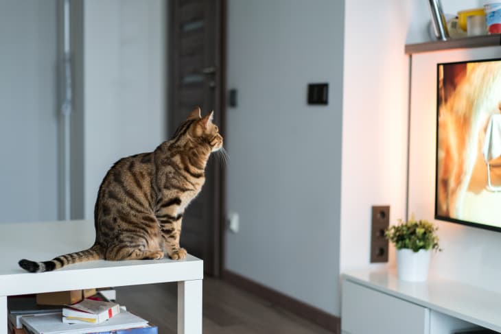 Amazon Prime Video Free Cat TV Apartment Therapy