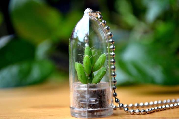 Mini Succulent Terrarium Necklace Apartment Therapy
