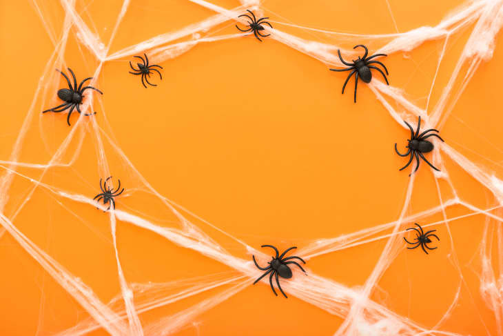 Crawling sale spider toy
