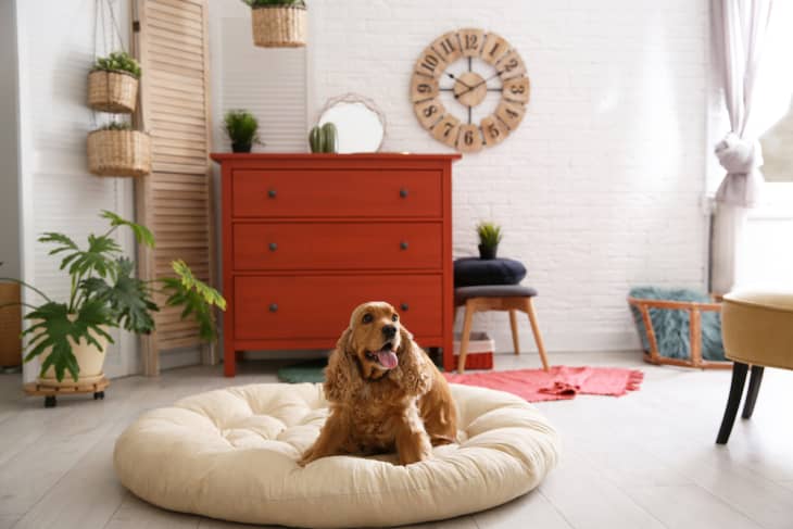 Ashley furniture dog friendly shop
