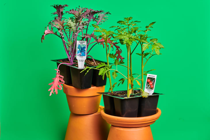 Potted Russian Red kale and tomato seedlings on terracotta pots against a green background.