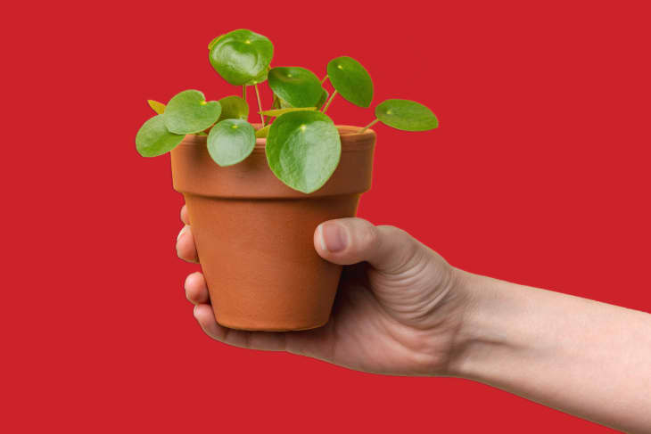 Hand holding piles plant on red background