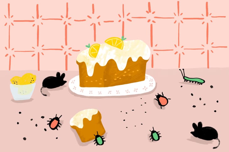 Insects and Pests in the Kitchen - Mice, Roaches, Ants | The Kitchn