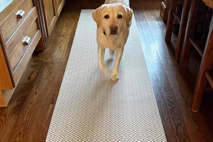 A yellow Labrador walking on a geometric patterned runner rug in a wooden kitchen.