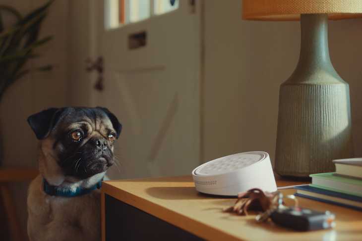 Dog in living room next to the ADT Blu Doorbell Camera speaker
