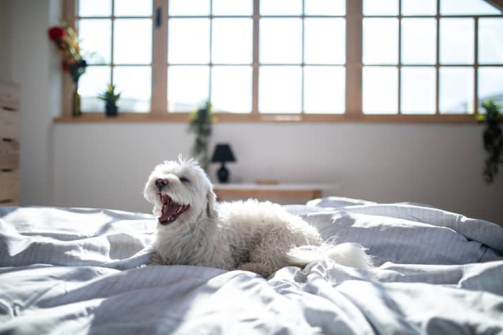 Maltese dog on bed yawning