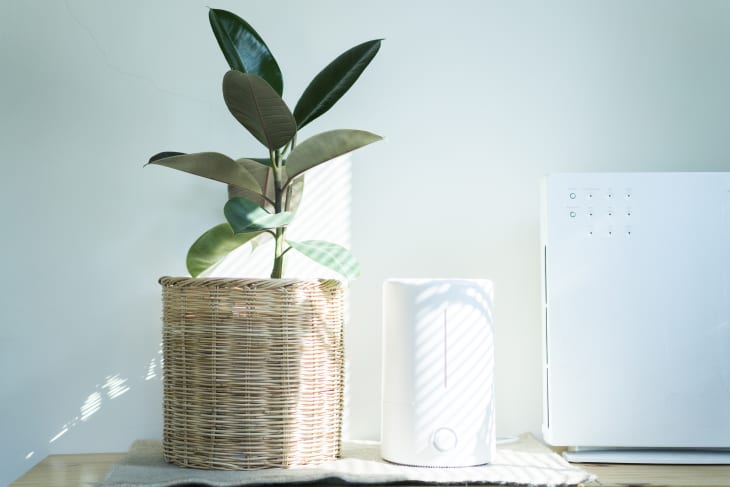 Air Humidifier machine with Air Purifier indian Rubber tree