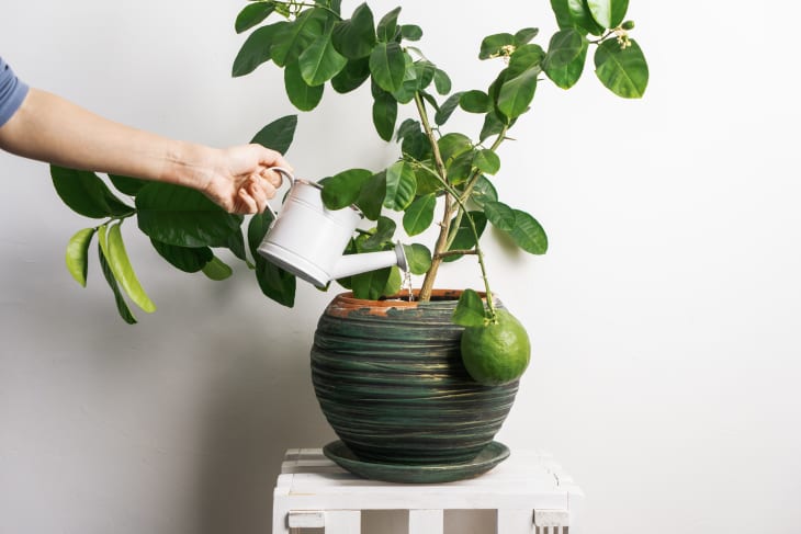 watering lemon tree