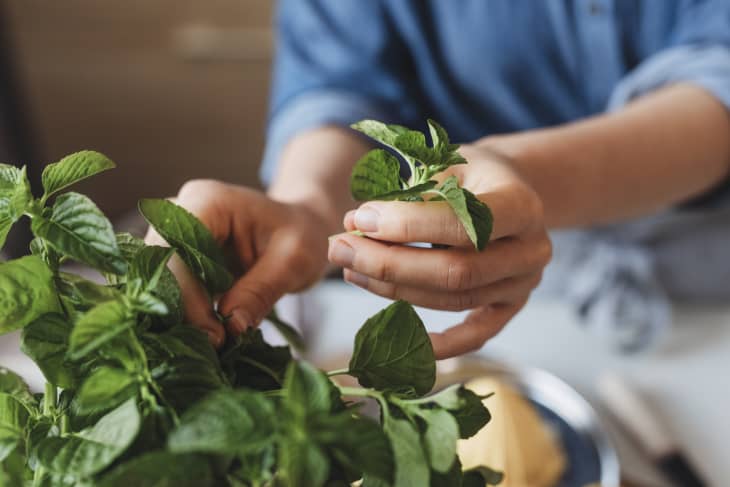 Hands of a Woman Plucking a Mint Leaf