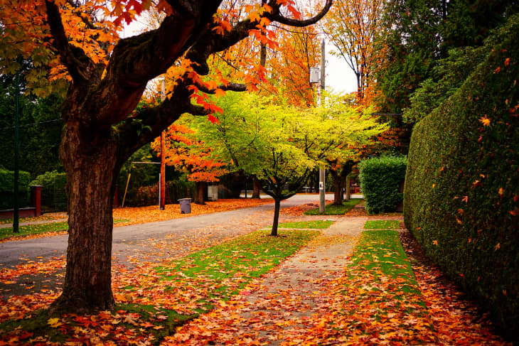 Vancouver streets in deep autumn with lots of fallen leaves in Vancouver BC Canada.
