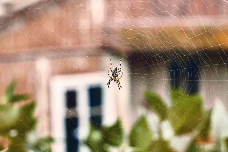 Spider in his cobweb on an old house background