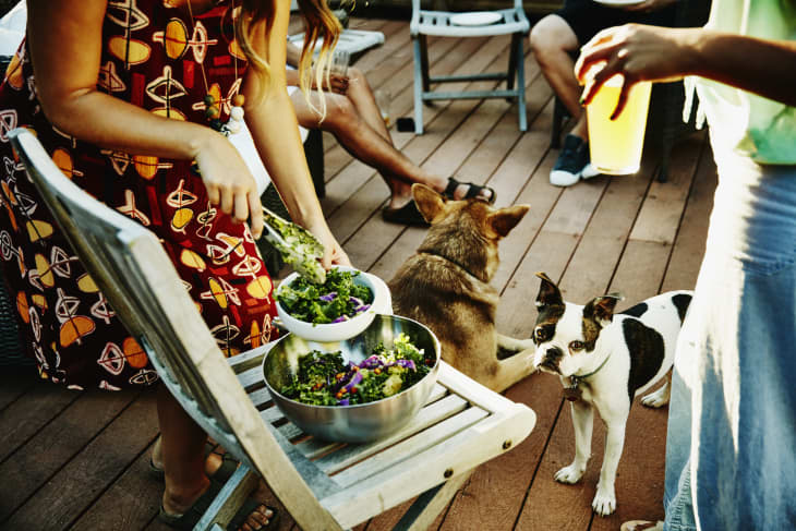 Woman serving salad to friends while dog watches