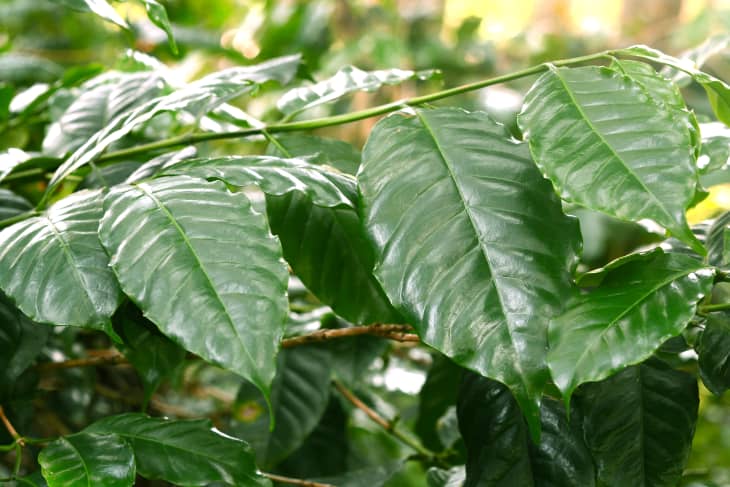 Coffee plant leaves