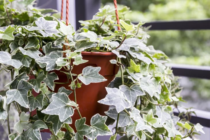 English Ivy Care Plant - How to Grow English Ivy