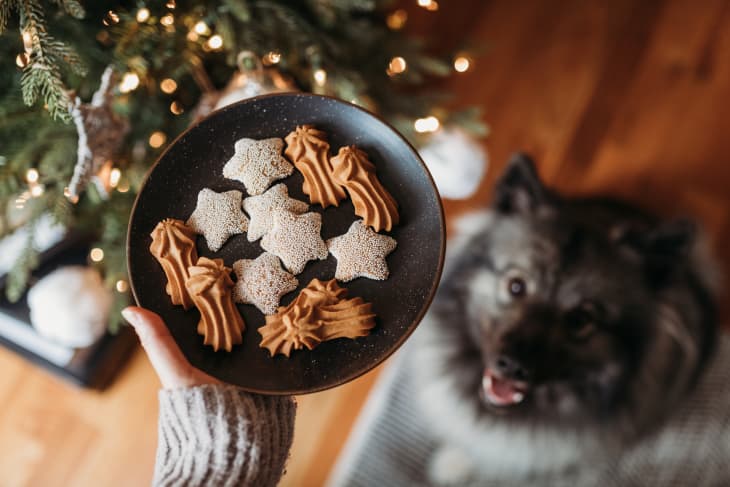 Cookies on a black plate held near a Christmas tree, with a dog looking up.