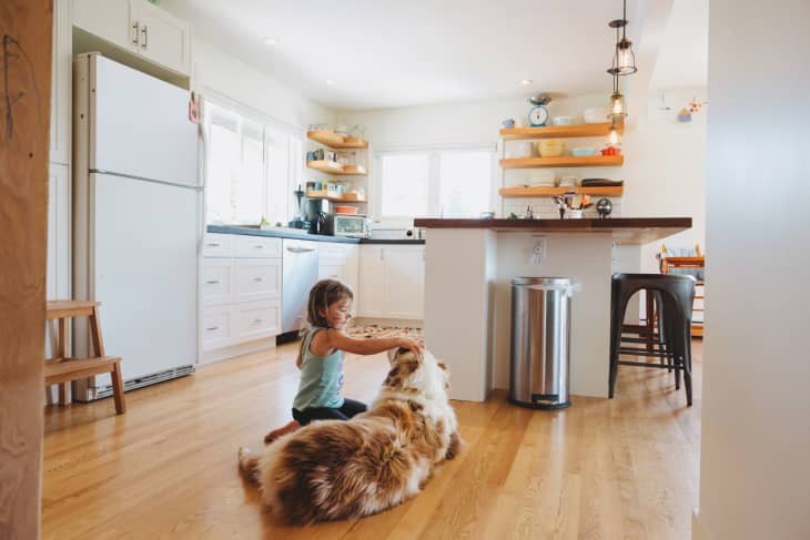 Child petting a large dog on the wooden floor of a bright kitchen with white cabinets and open shelves.