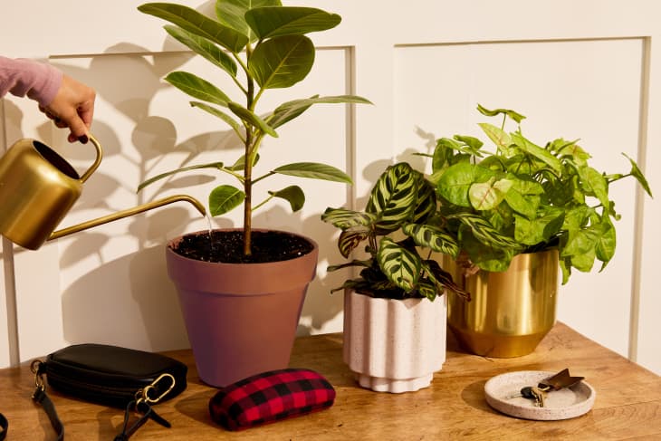 Someone watering a plant on a table with other plants, a wallet, a catchall with keys