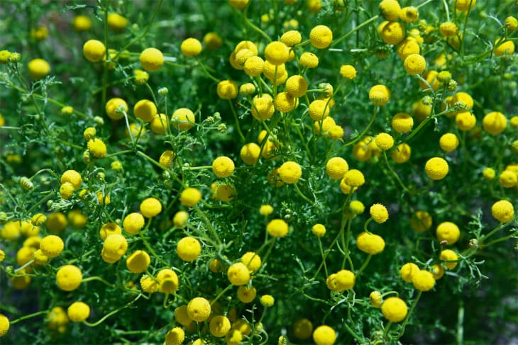 Pineapple weed or wild chamomile
