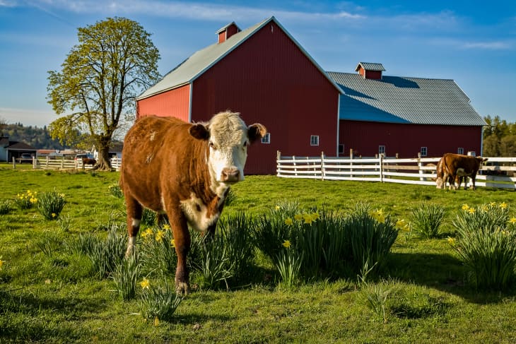 Grand champion Herford steer and a red barn on a century farm just outside of Jefferson, Oregon. Daffodils are blooming.