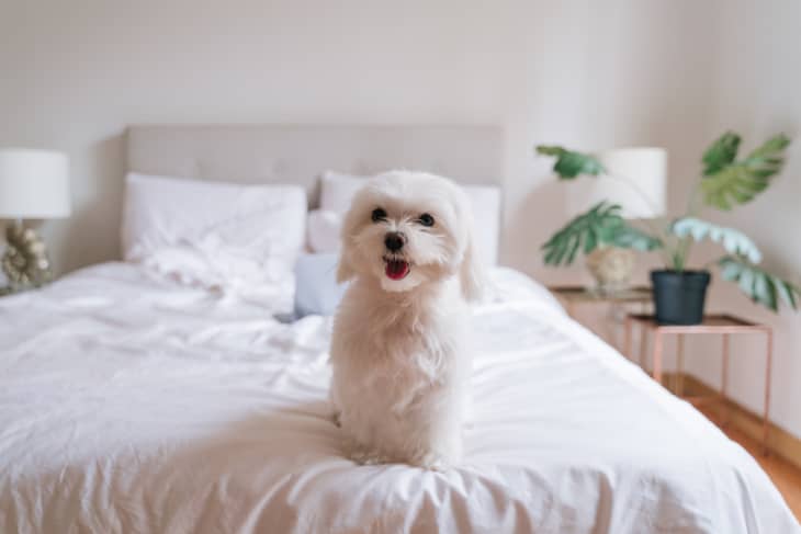 cute small maltese dog sitting on bed looking at the camera
