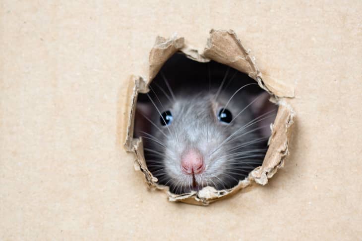 How to Help Get Rid of Mice in an Apartment