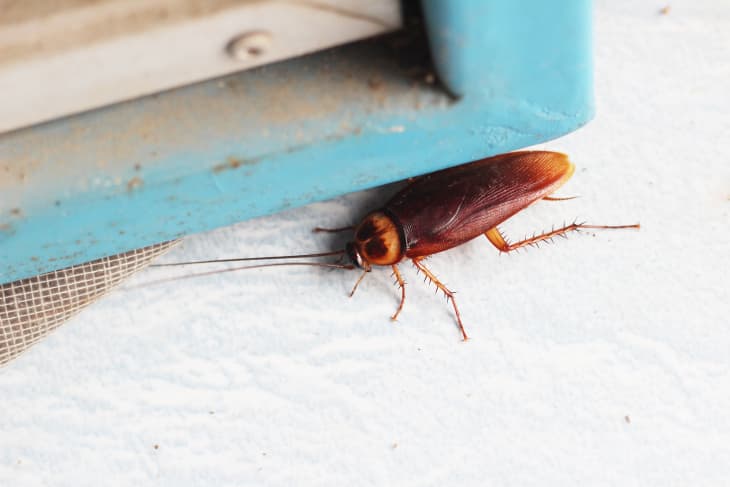 Closeup Cockroach with blur background