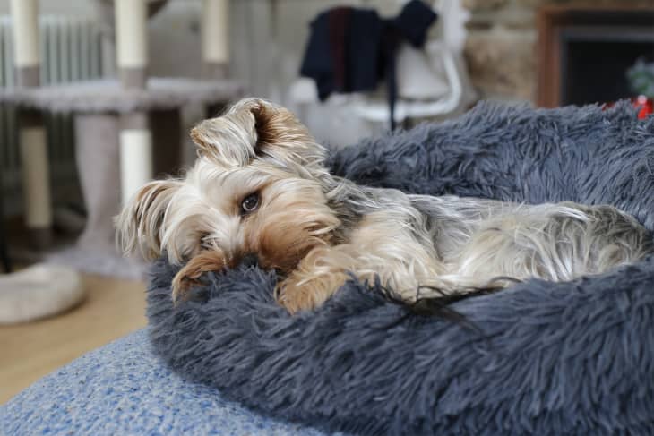 Best Friend by Sheri's Calming Donut Bed Is My Dog's Favorite - Main Image