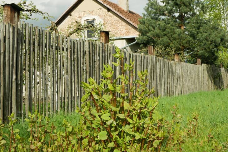 Invasive knotweed Japanese expansive species of dangerous plants leaf, village house path way stems leaves Asia Reynoutria Fallopia japonica intruder neophyte calamity flowers gatecrasher