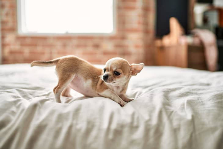 Beautiful small chihuahua puppy standing on the bed curious and happy, healthy cute babby dog at home